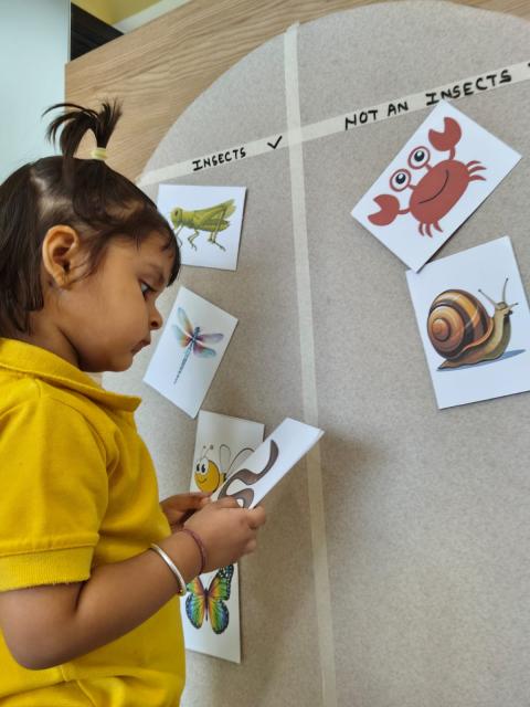 Insect/ not an insect sorting